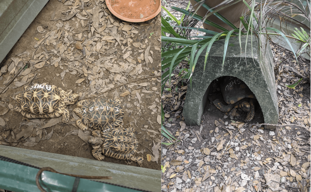 Extra Space Asia House Tour Indian Star Tortoise