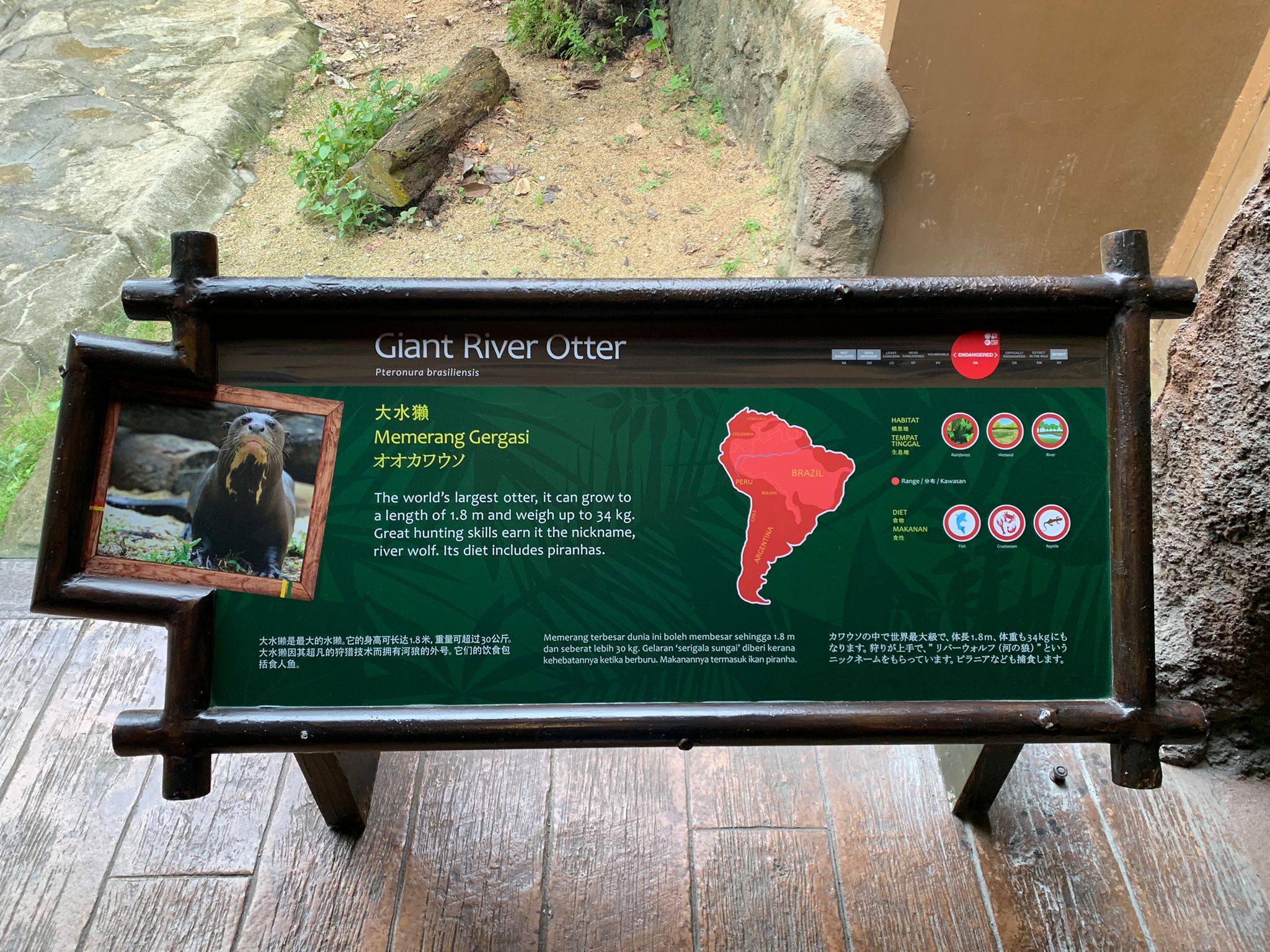 Information about the otters