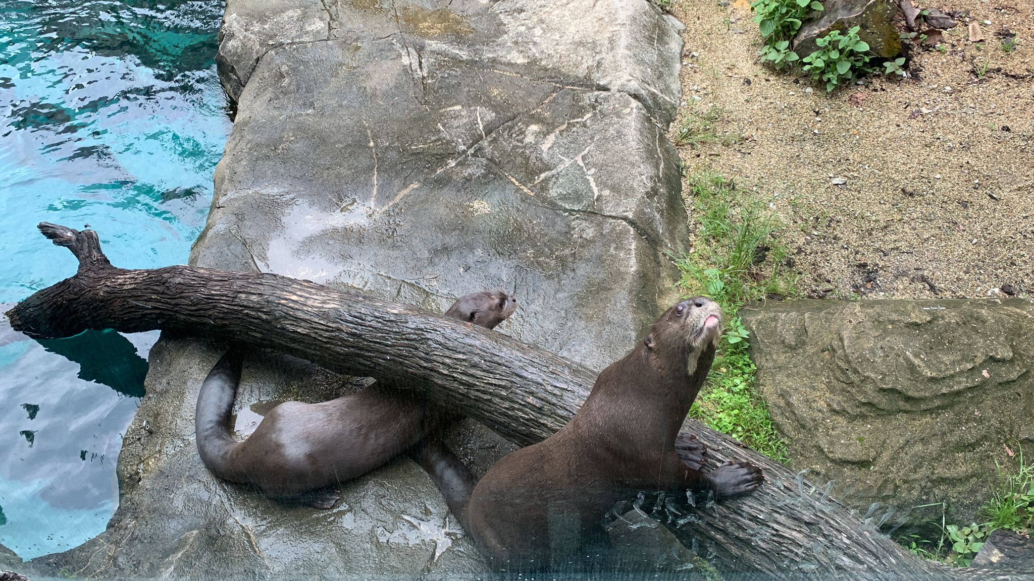 Meet our otter friends Fino and Carla